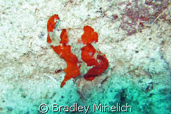 Frog fish off of ishigaki jima a small island on the sout... by Bradley Mihelich 